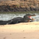 giant black caiman