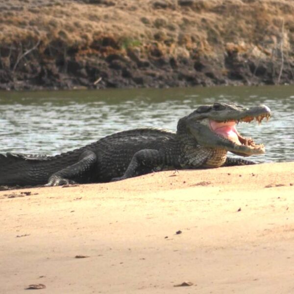giant black caiman