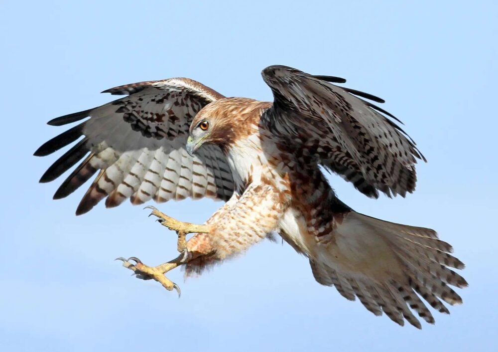 The Importance of the Hawk in Native American culture and as Totems