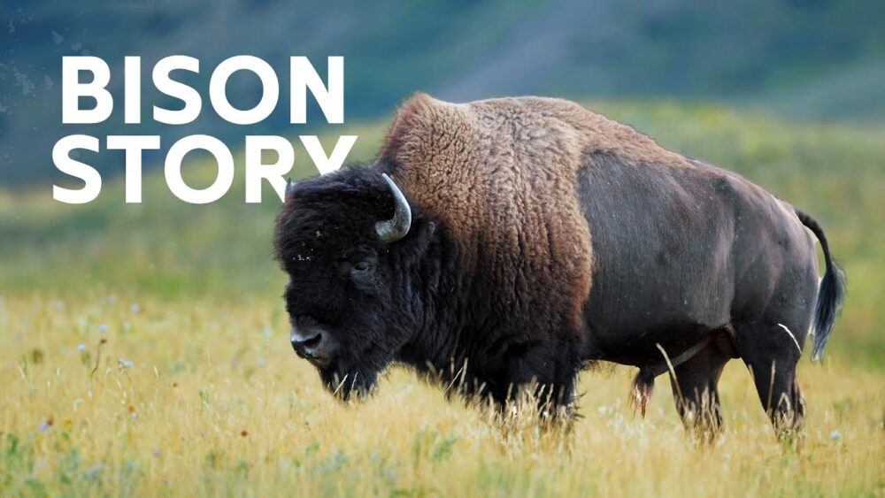 Exploring the Legacy and Survival of North America’s Iconic Bison