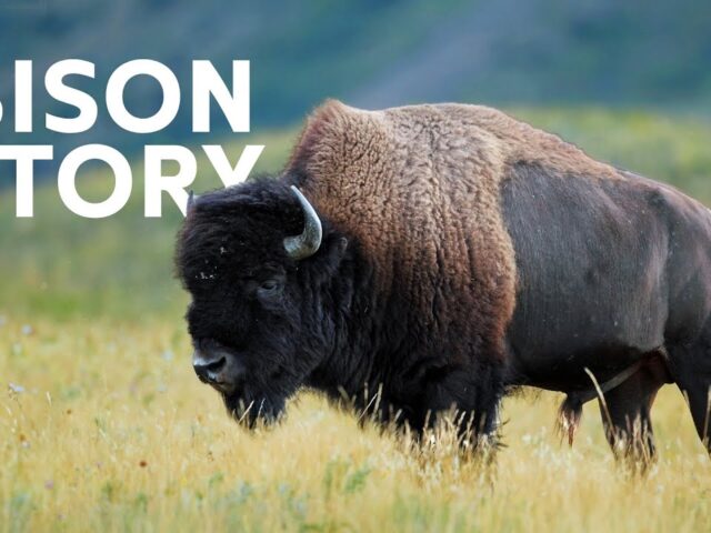 Exploring the Legacy and Survival of North America’s Iconic Bison