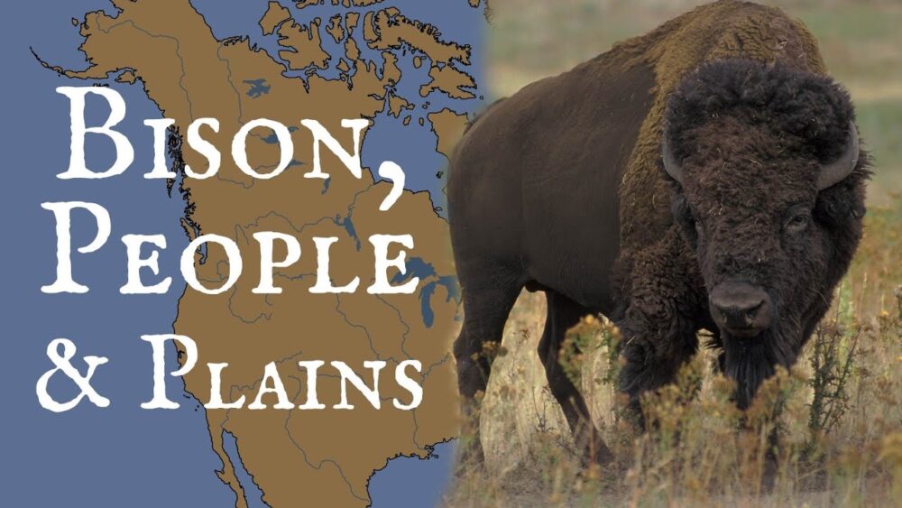 The Vital Connection Between Bison, Plains People, and the North American Wilderness